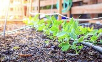 7-garden-watering-tips-for-summer-1-size-3