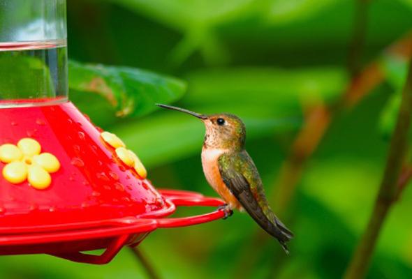 5-tips-for-attracting-hummingbirds-1-size-3