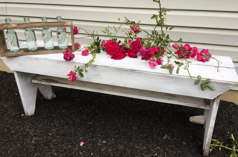 I-used-rose-bush-trimmings-to-fill-my-wine-bottle-beakers