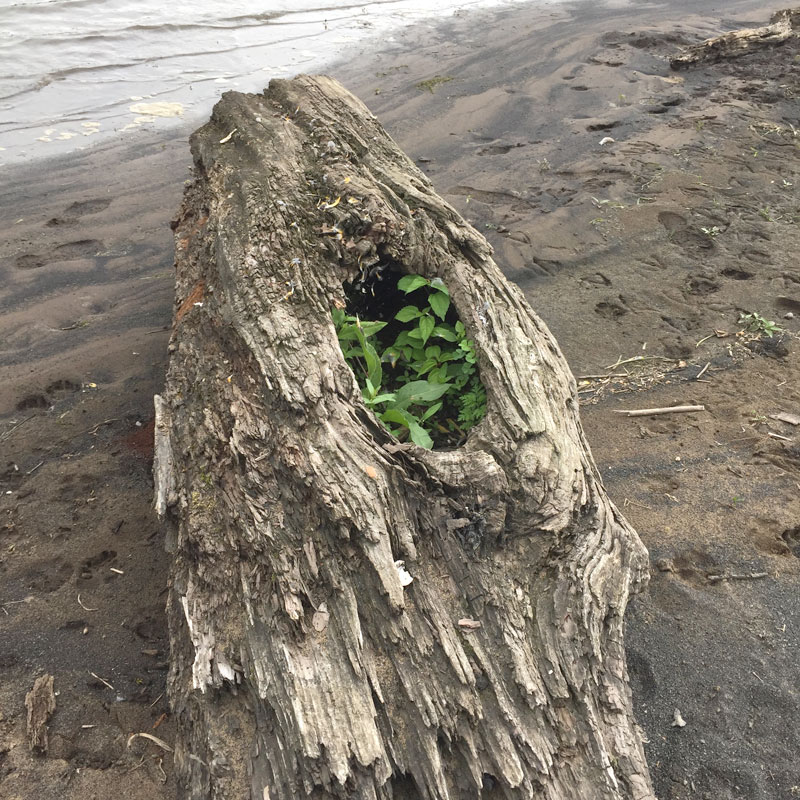 stopping at an island on the susquehanna river on our kayaks