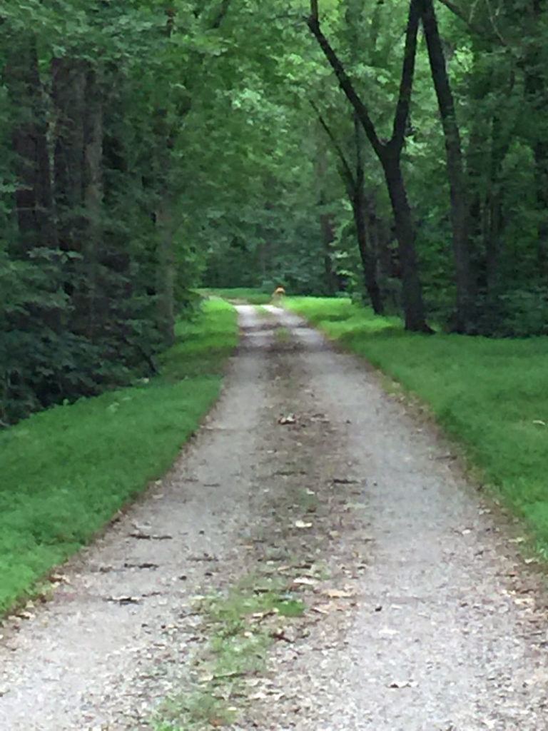 fuzzy-deer-on-trail