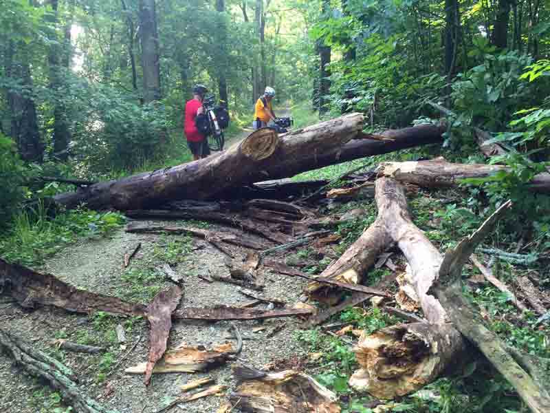 large-tree-down-on-trail