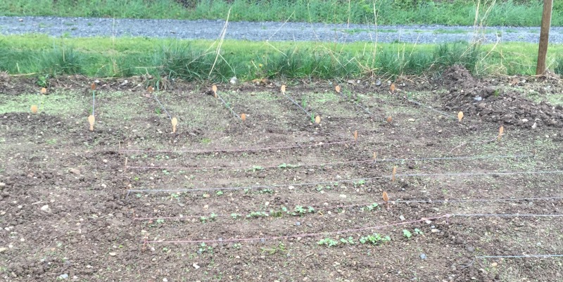 My First Vegetable Garden