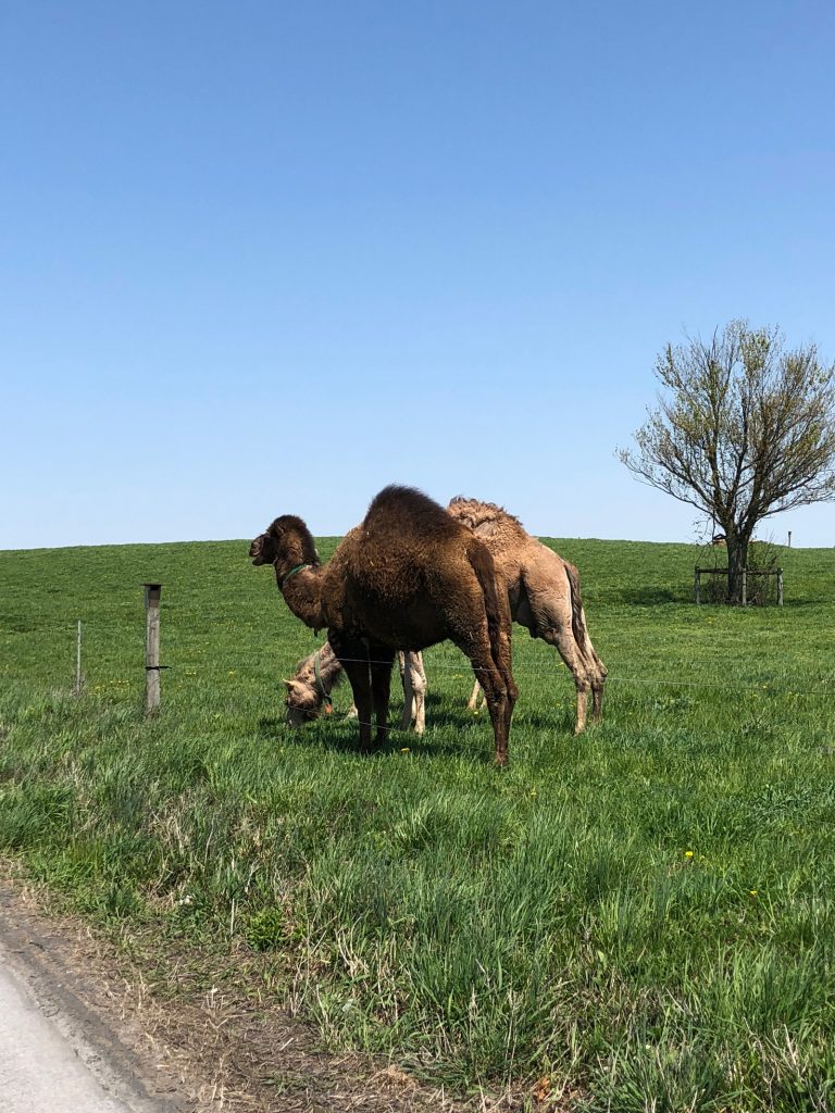 A Bike Ride Through Amish Country in Lancaster Pennsylvania