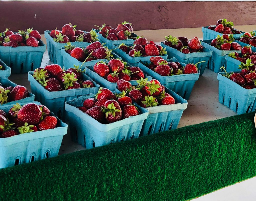 Fresh picked strawberries at a Amish Farm in Lancaster County Pennsylvania