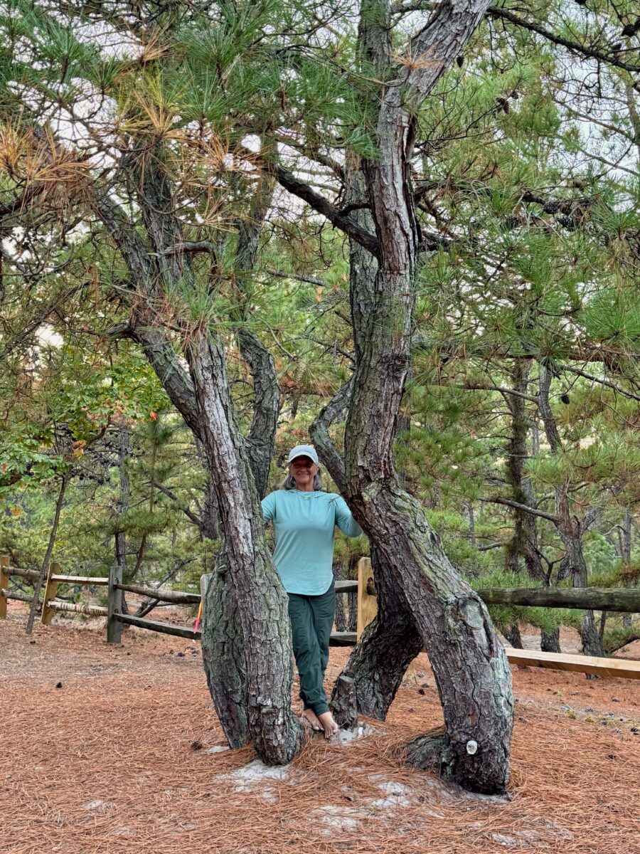 Crazy trunks of the white pine trees